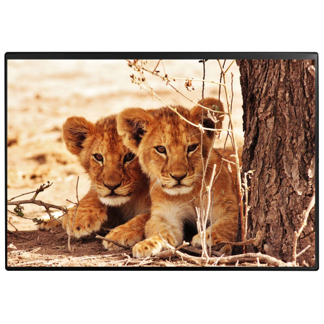 Desk pad Poster (Lion) 50 x 34 cm