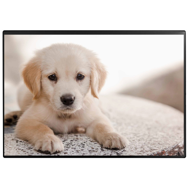 Desk pad Poster (Dog) 50 x 34 cm